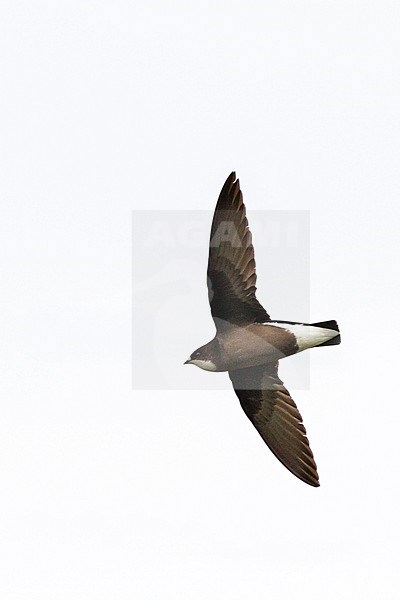 Vagrant White-throated Needletail (Hirundapus caudacutus) in Scotland stock-image by Agami/Josh Jones,