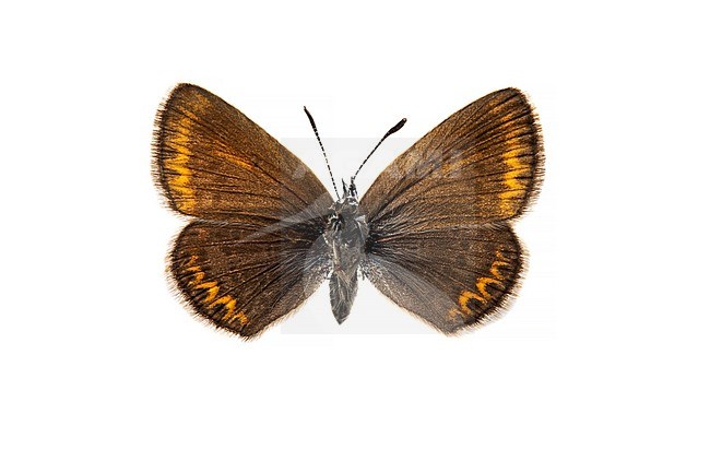 Vals heideblauwtje; Idas Blue; Plebejus idas stock-image by Agami/Wil Leurs,