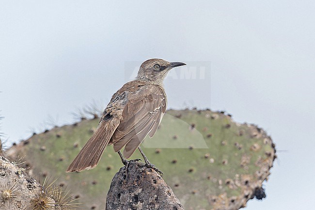 Galapagos Mockingbird, Mimus parvulus parvulus, on Isabela island in the Galapagos Islands, part of the Republic of Ecuador. stock-image by Agami/Pete Morris,