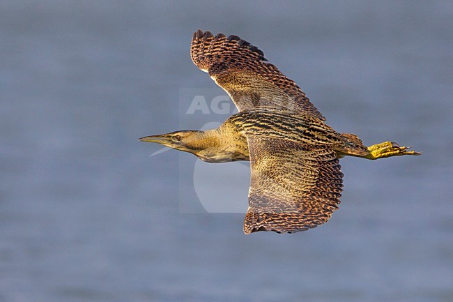 Roerdomp; Great Bittern; Botaurus stellaris stock-image by Agami/Daniele Occhiato,