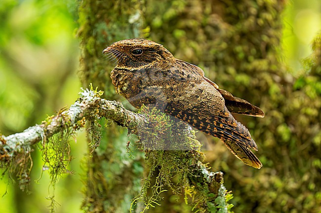 Rufous Nightjar (Antrostomus rufus rutilus) female perched on a mossy branch in Yungas rainforest in Argentina stock-image by Agami/Andy & Gill Swash ,