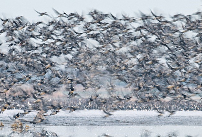 Groep Brandganzen in de vlucht; Group of Barnacle Geese in flight stock-image by Agami/Hans Gebuis,