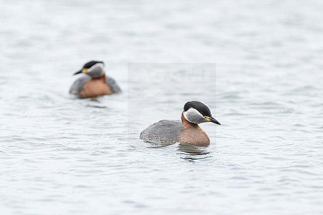 swimming couple of red-necked grebes (Podiceps grisegena) in breeding plumage stock-image by Agami/Mathias Putze,