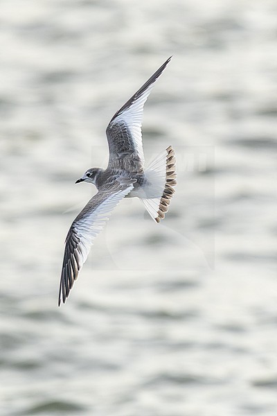 Vorkstaartmeeuw, Sabine's Gull, Xema sabini stock-image by Agami/Menno van Duijn,