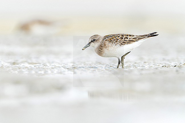 First-winter Red-necked Stint (Calidris ruficollis) during autumn migration in Mongolia. stock-image by Agami/Dani Lopez-Velasco,