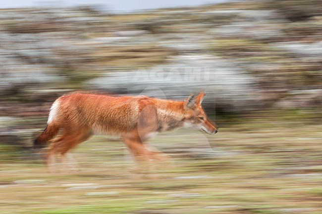 Slow speed picture of an Ethiopian wolf (Canis simensis) walking in the highlands of Ethiopia. Also known as the Simien jackal, Simien fox or Abyssinian wolf, is an endangered canine endemic to the Ethiopian Highlands. stock-image by Agami/Rafael Armada,