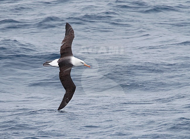 Campbell Albatross (Thalassarche impavida), also known as Campbell Mollymawk, in flight above the southern Pacific ocean of New Zealand. stock-image by Agami/Marc Guyt,