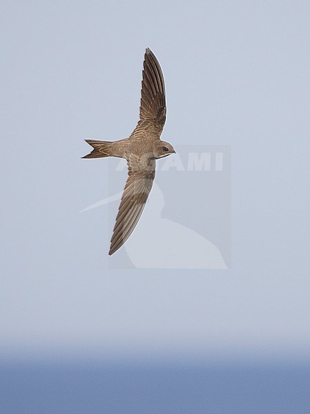 Alpengierzwaluw in vlucht, Alpine Swift in flight stock-image by Agami/Mike Danzenbaker,