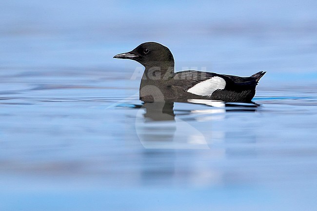 Adult summer plumaged Black Guillemot (Cepphus grylle islandicus) swimming at sea off the coast of Iceland. stock-image by Agami/Daniele Occhiato,