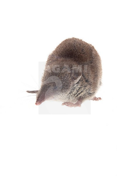 Huispitsmuis met witte achtergrond stock-image by Agami/Theo Douma,