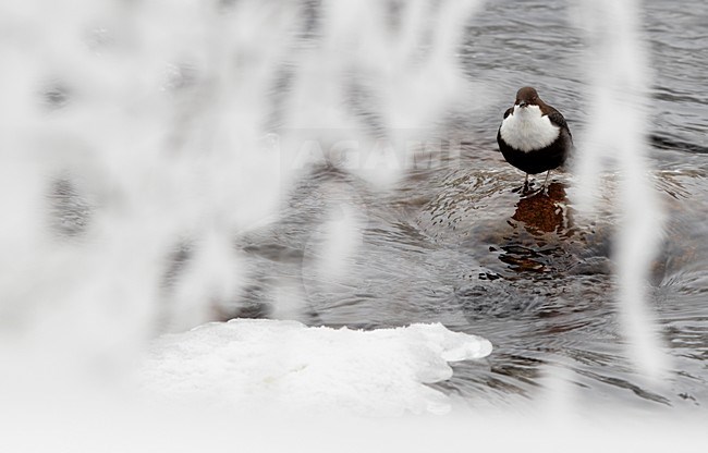 Waterspreeuw in de sneeuw, White-throated Dipper in the snow stock-image by Agami/Markus Varesvuo,