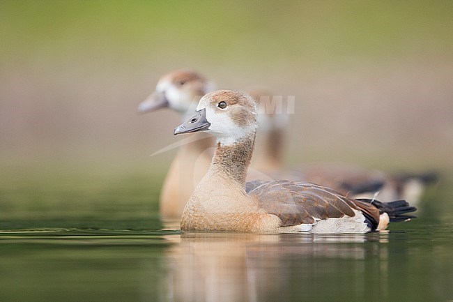 Egyptian Goose - Nilgans - Alopochen aegyptiaca, Germany, goslings stock-image by Agami/Ralph Martin,