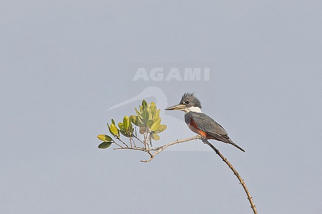 Ringed Kingfisher, Megaceryle torquata torquata, in Western Mexico. stock-image by Agami/Pete Morris,