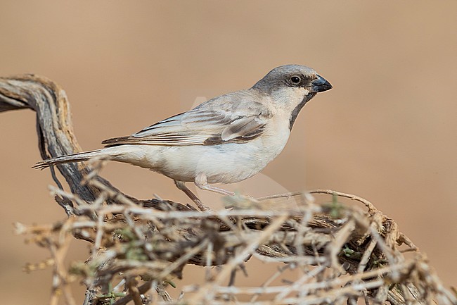 Desert Sparrow (Passer simplex saharae), side view of an adult male perched in a bush stock-image by Agami/Daniele Occhiato,