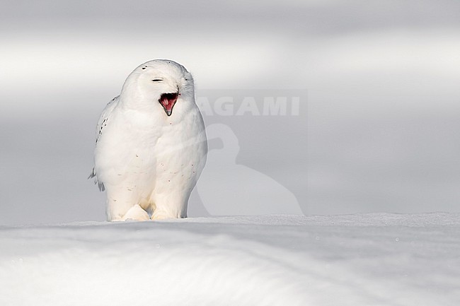 Snowy Owl (Bubo scandiacus) in snow covered landscape in Ontario Canada. stock-image by Agami/Marcel Burkhardt,