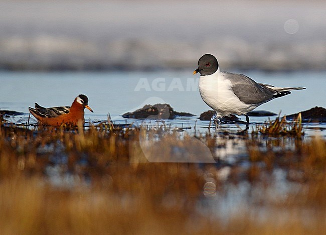Adult Sabine's Gull (Xema sabini) during the breeding season on the tundra in northern Alaska, United States. Together with a Red Phalarope. stock-image by Agami/Dani Lopez-Velasco,
