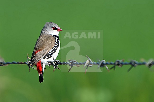 Diamond Firetail (Stagonopleura guttata) in Australia. stock-image by Agami/Dani Lopez-Velasco,