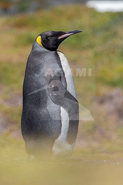 King Penguin (Aptenodytes patagonicus), side view of an adult standing on the ground, Western Cape, South Africa stock-image by Agami/Saverio Gatto,
