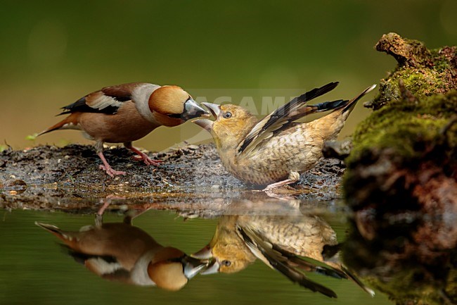 Appelvink man voert een appelvink jong, Hawfinch, Coccothraustes coccothraustes male is feeding juvenile stock-image by Agami/Walter Soestbergen,