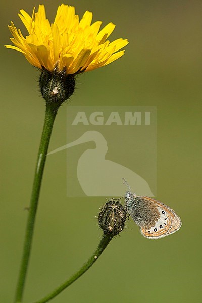 Alpenhooibeestje / Alpine Heath (Coenonympha gardetta) stock-image by Agami/Wil Leurs,