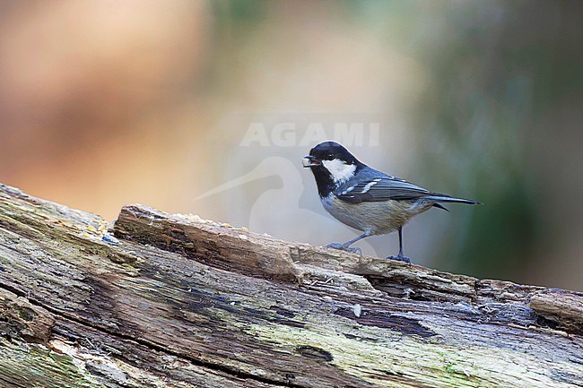 Coal Tit (Parus caereleus) in the Netherlands. stock-image by Agami/Marc Guyt,