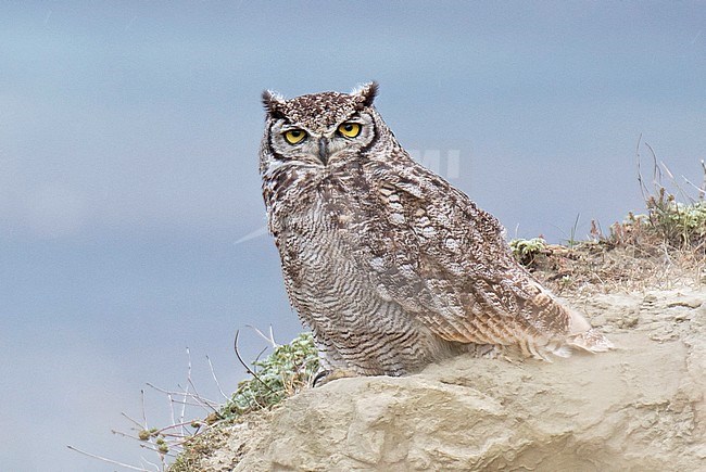 Magellanic Horned Owl (Bubo magellanicus) in Tierra del Fuego, Chile. Resting on a rock during daytime. stock-image by Agami/Dani Lopez-Velasco,
