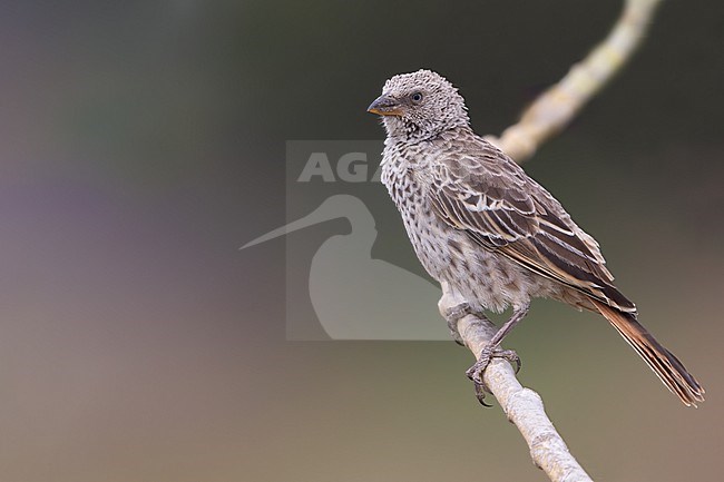 Rufous Tailed Weaver (Histurgops ruficauda) perched on a branch in Tanzania. stock-image by Agami/Dubi Shapiro,