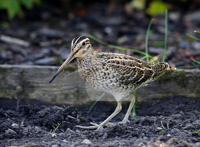Poelsnip zittend in het gras; Great Snipe perched on the ground stock-image by Agami/Markus Varesvuo,