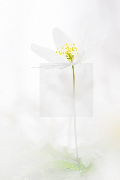 Wood Anemone (Anemone nemorosa) in high key at landgoed Oud Poelgeest in spring stock-image by Agami/Caroline Piek,