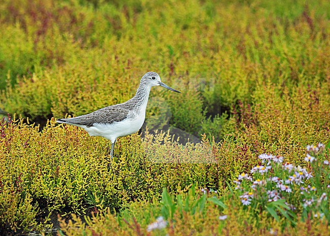 Common Greenshank (Tringa nebularia), first-winter standing in pickleweed, seen from the side. stock-image by Agami/Fred Visscher,
