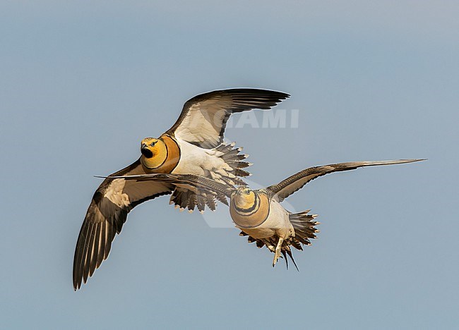 Pin-tailed Sandgrouse (Pterocles alchata) on the steppes of Belchite, Spain. Male and female in flight, going to land at water hole. stock-image by Agami/Marc Guyt,