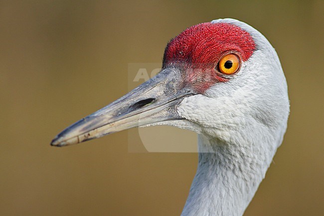Sandhill Crane (Grus canadensis) in a wetland near Vancouver, BC, Canada. stock-image by Agami/Glenn Bartley,