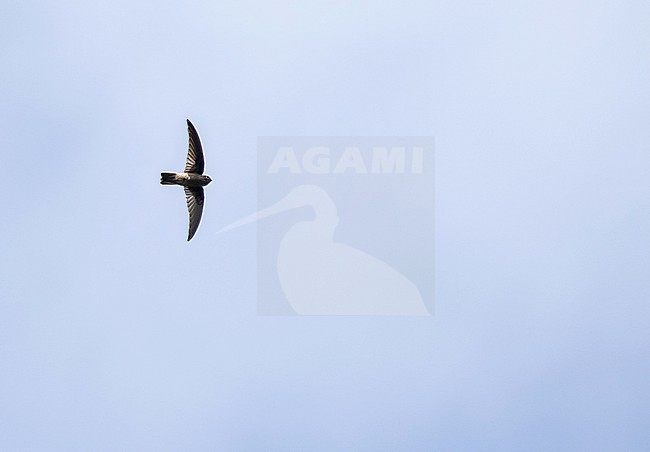 Palau Swiftlet (Aerodramus pelewensis) on Palau, Micronesia. stock-image by Agami/Pete Morris,