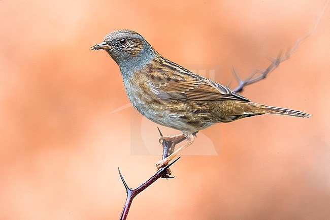 Dunnock (Prunella modularis) perched on a rock stock-image by Agami/Daniele Occhiato,