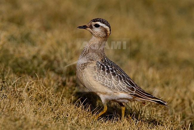 Juveniele Morinelplevier; Juvenile Eurasian Dotterel stock-image by Agami/Daniele Occhiato,