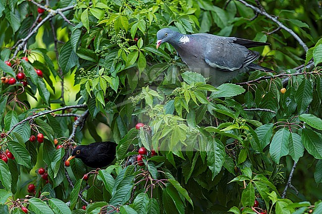 A Common Woodpigeon and an Eurasian Blackbird in a cherry tree. stock-image by Agami/Mathias Putze,
