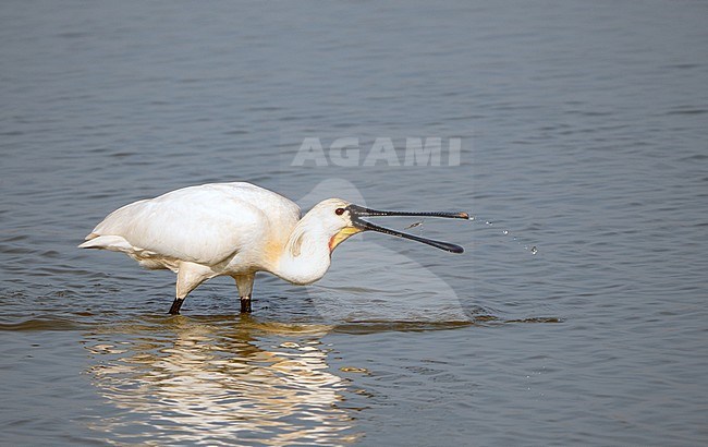 Eurasian Spoonbill (Platalea leucorodia) adult foraging (Ottersaat) and waterdrops stock-image by Agami/Roy de Haas,
