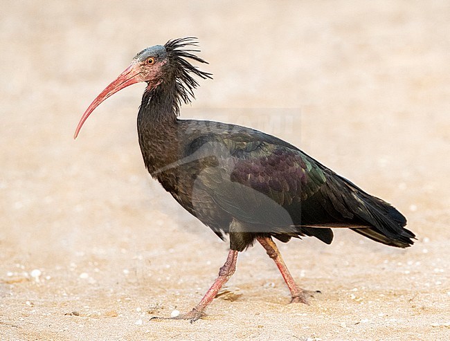 Adult Northern Bald Ibis (Geronticus eremita) at the coast near Timri, Morocco. Also known as Hermit Ibis or Waldrapp. stock-image by Agami/Marc Guyt,