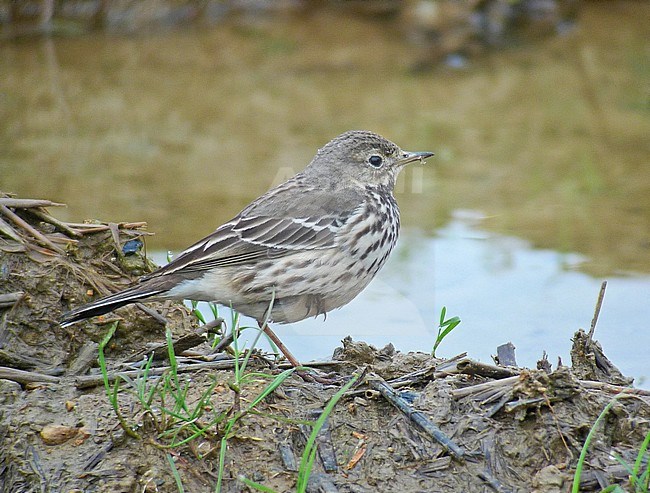 Asian Buff-bellied Pipit, Anthus rubescens ssp. japonicus stock-image by Agami/Pete Morris,