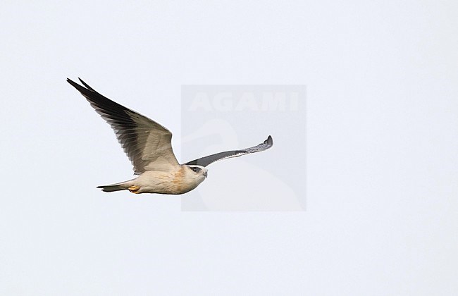 Immature Black-winged Kite (Elanus caerulerus vociferus) at Petchaburi in Thailand. stock-image by Agami/Helge Sorensen,