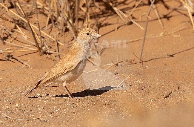 Dunn's Lark (Eremalauda dunni) lives at the open Sahara desert. stock-image by Agami/Eduard Sangster,