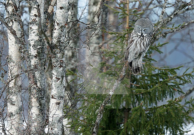 Laplanduil, Great Grey Ow stock-image by Agami/Dick Forsman,