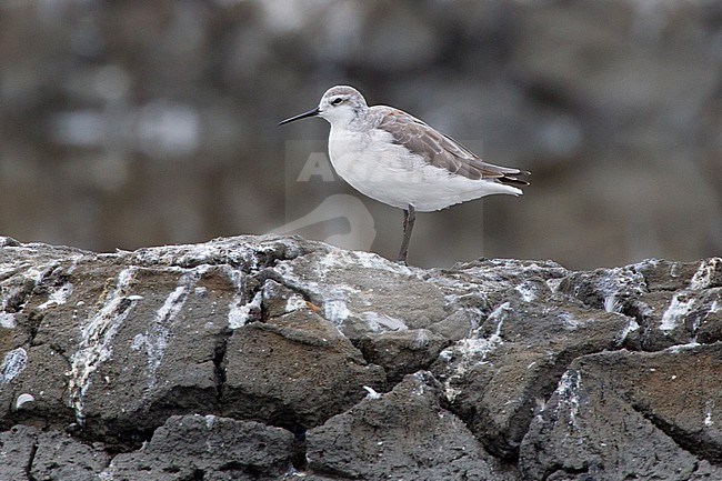 Wilson's Phalarope (Steganopus tricolor) in winter plumage standing on a rock in Aveiro, Portugal. stock-image by Agami/David Monticelli,