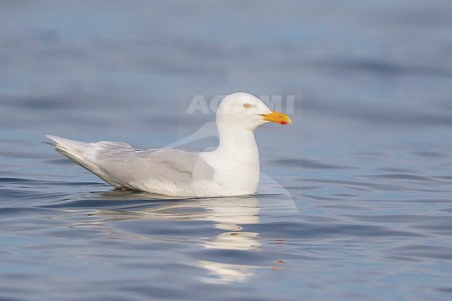 Glaucous Gull (Larus hyperboreus) feeding in the ocean near Nome, Alaska. stock-image by Agami/Glenn Bartley,
