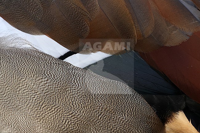 Feather macro of the side of an adult Egyptian Goose (Alopochen aegyptiaca) stock-image by Agami/Mathias Putze,