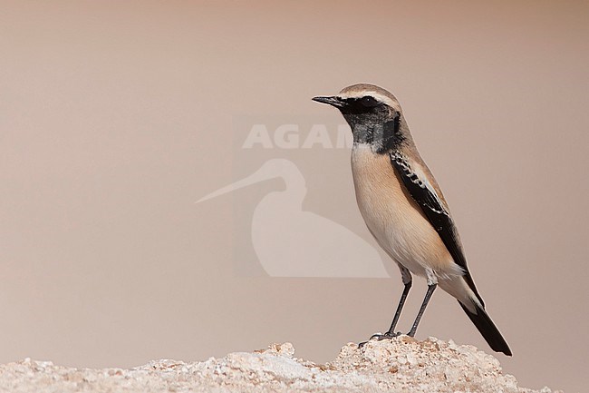 A young male Desert Wheatear (Oenanthe deserti) is seen standing on a stony ledge against a clear light pink background in the desert of Oman. stock-image by Agami/Jacob Garvelink,