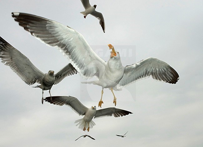Kleine Mantelmeeuw die gevoerd worden van de veerboot naar Texel; Lesser Black-backed Gull catching bread from tourists from the Texel ferry stock-image by Agami/Marc Guyt,