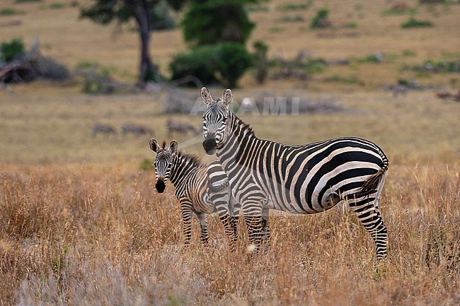 A common zebra, Equus quagga, with her foal, Tsavo Conservation Area. Voi, Tsavo Conservation Area, Kenya stock-image by Agami/Sergio Pitamitz,