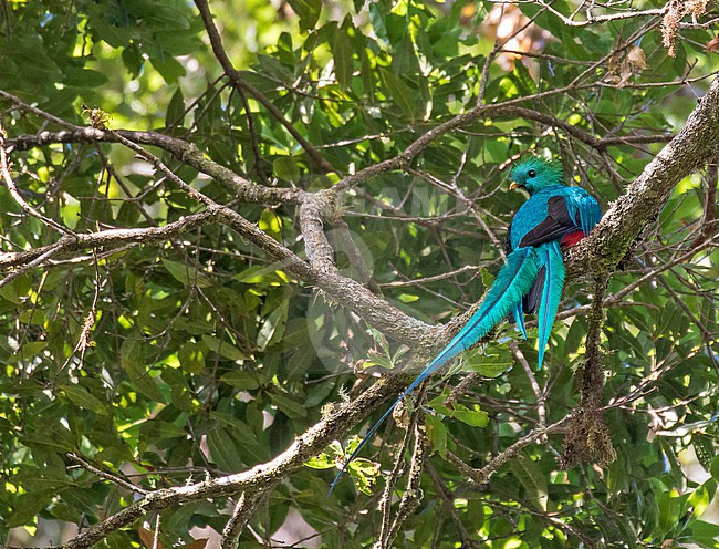 Male Resplendent quetzal (Pharomachrus mocinno) in Costa Rica. A stunning species that livesin tropical forests, particularly montane cloud forests. stock-image by Agami/Pete Morris,