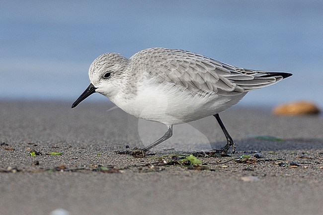 Sanderling (Calidris alba), side view of an adult in winter plumage standing on the sand, Campania, Italy stock-image by Agami/Saverio Gatto,